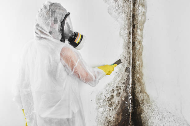 Best Post-Flood Mold Remediation in Swede Heaven, WA