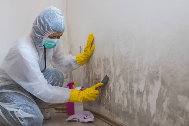 Best Mold Testing and Inspection Services in Swede Heaven, WA
