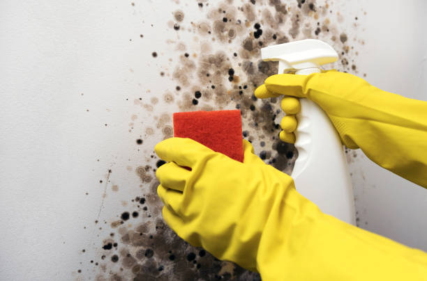 Best Bathroom Mold Remediation in Swede Heaven, WA